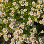 Tanacetum parthenium Flor