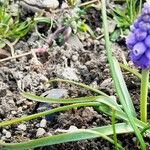 Muscari botryoides Yaprak