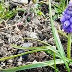 Muscari botryoides Hoja