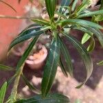 Thevetia peruviana পাতা