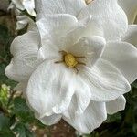 Gardenia ternifolia Flower