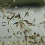 Festuca pallens Цвят