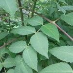 Dahlia imperialis Hoja
