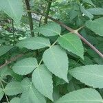 Dahlia imperialis Yaprak