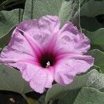 Ipomoea rubens Цвят