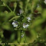 Veronica anagalloides Цветок