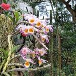 Dendrobium pendulum Flower