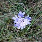 Scabiosa cinerea 花