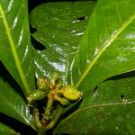 Psychotria alfaroana Liść
