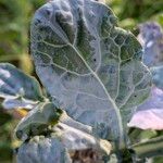 Brassica oleraceaপাতা