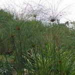 Cyperus giganteus 叶