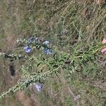 Salvia azurea Flower