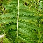 Tanacetum vulgare Leaf