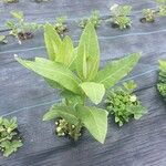 Asclepias purpurascens Leaf