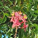 Epidendrum ibaguense Fiore