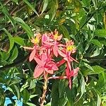Epidendrum ibaguense Virág