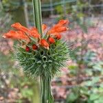 Leonotis nepetifolia Цвят