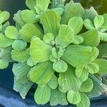 Pistia stratiotes पत्ता