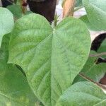 Ipomoea nil Leaf