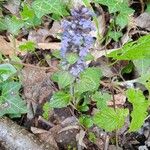 Ajuga genevensisFlower