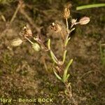 Spergularia echinosperma Anders