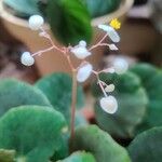 Begonia hydrocotylifolia Ліст