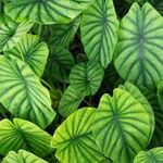Alocasia clypeolata Hoja