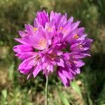 Allium roseum Blomst