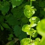 Triodanis perfoliata Blatt