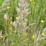 Avenula pubescens Fula