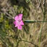 Dianthus virgineus 花