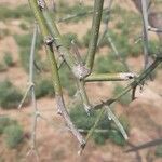 Capparis decidua Leaf