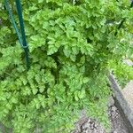 Oenanthe crocata 葉