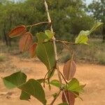 Combretum apiculatum Lapas