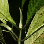 Psychotria panamensis Листок