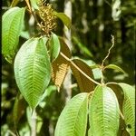 Miconia punctata Blodyn