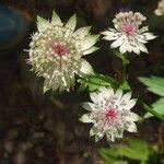 Astrantia majorKvet