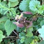 Lamium hybridum Ліст