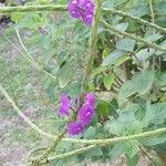 Stachytarpheta frantzii Flower