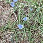 Cichorium endiviaFlower