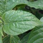 Aphelandra sinclairiana Leaf