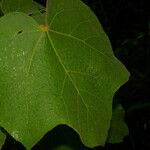 Croton smithianus Leaf