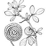 Medicago scutellata Otro