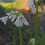 Allium massaessylum Fula
