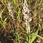 Sorghum bicolorFruit