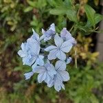 Plumbago auriculataBlomma