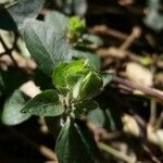 Blechum pyramidatum Leaf