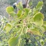 Ginkgo bilobaЛисток