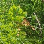 Euphorbia helioscopia Hoja