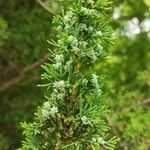 Chamaecyparis thyoides Leaf